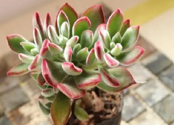 植物常识问题|多肉锦晃星冬季如何养殖