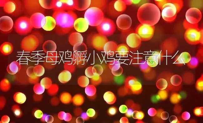 春季母鸡孵小鸡要注意什么 | 养殖常见问题