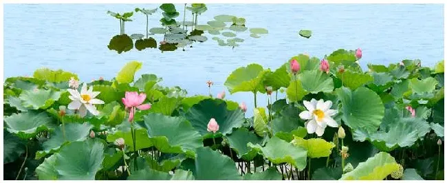 荷花是什么植物类群 | 农业答疑