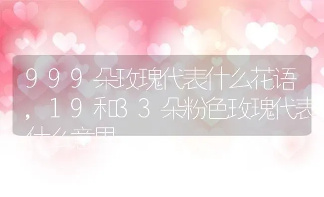 999朵玫瑰代表什么花语,19和33朵粉色玫瑰代表什么意思 | 养殖常见问题