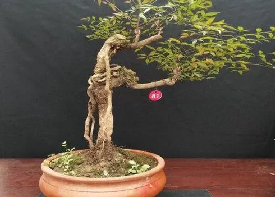 植物常识问题|南天竹在室内如何养殖