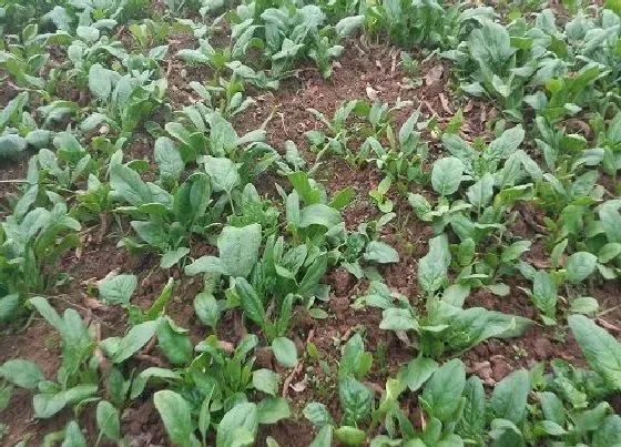 植物常识问题|菠菜什么时候种最合适 怎么种菠菜比较容易出苗