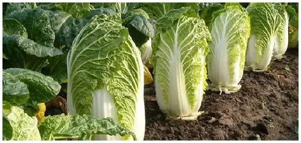 白菜为什么叫白菜 | 农业常识