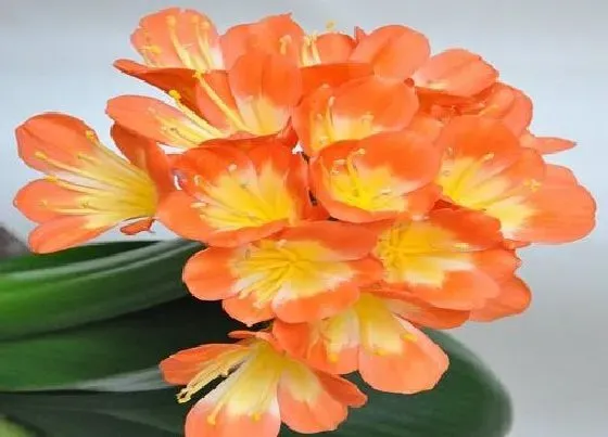 植物常识问题|君子兰不烂根不黄叶是如何进行养护的