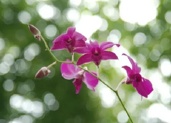 植物常识问题|兰花如何做好防虫工作
