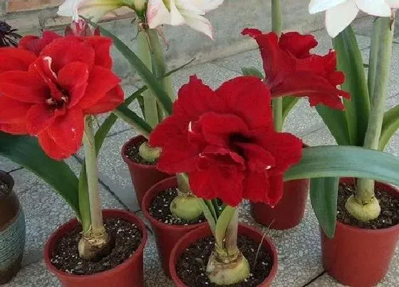 植物常识问题|朱顶红养护配土方法