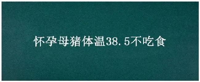 怀孕母猪体温38.5不吃食 | 三农问答