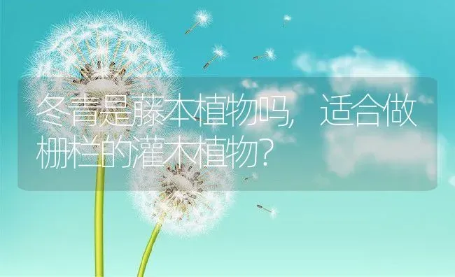 冬青是藤本植物吗,适合做栅栏的灌木植物？ | 养殖常见问题