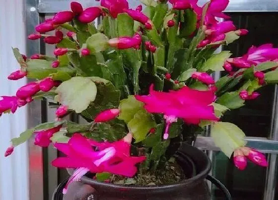 植物常识问题|蟹爪兰如何上盆成活更有保障