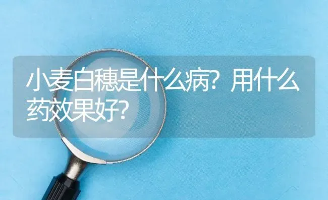 小麦白穗是什么病?用什么药效果好? | 养殖问题解答