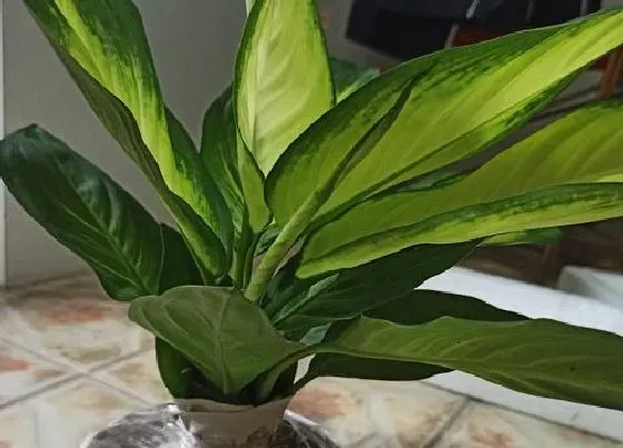 植物常识问题|家里为什么不能养万年青 家里能养万年青吗