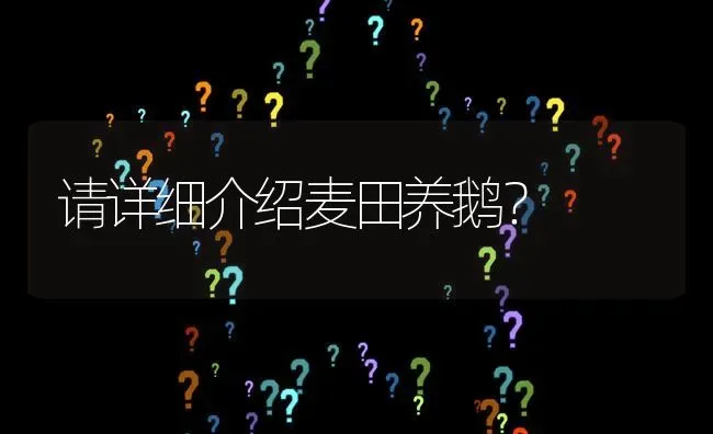 请详细介绍麦田养鹅? | 养殖问题解答