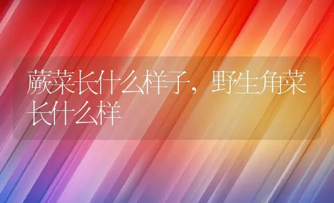 蕨菜长什么样子,野生角菜长什么样 | 养殖常见问题