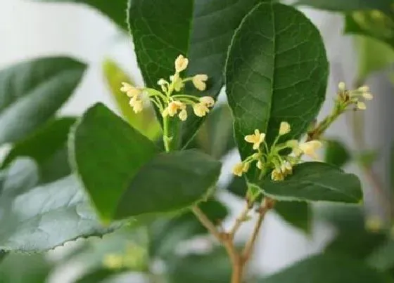 植物常识问题|桂花树如何栽种生长起来才好看