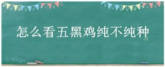 怎么看五黑鸡纯不纯种 | 科普知识