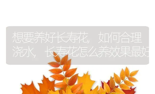 想要养好长寿花,如何合理浇水,长寿花怎么养效果最好 | 养殖常见问题