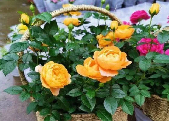 植物常识问题|休眠期的月季冒出的新芽如何处理
