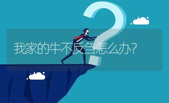 我家的牛不反刍怎么办? | 养殖问题解答