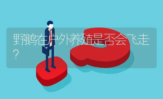 野鹅在户外养殖是否会飞走? | 养殖问题解答