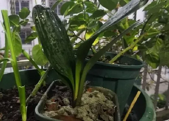 植物常识问题|给君子兰抹头有哪些问题需要注意