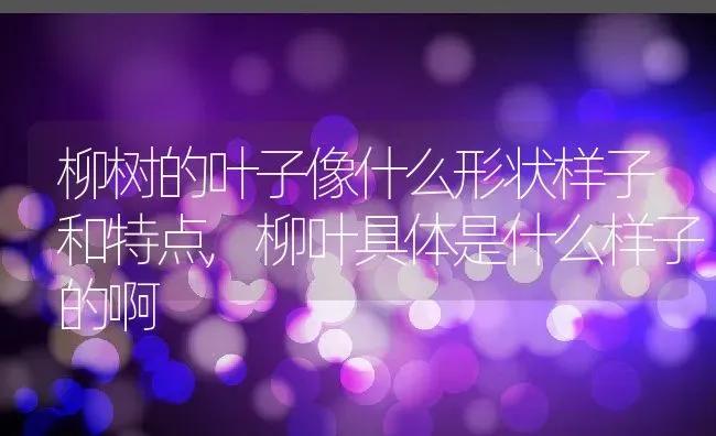 柳树的叶子像什么形状样子和特点,柳叶具体是什么样子的啊 | 养殖常见问题