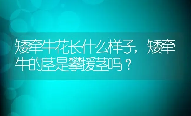 矮牵牛花长什么样子,矮牵牛的茎是攀援茎吗？ | 养殖常见问题