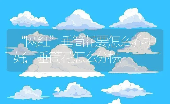 “网红”垂筒花要怎么养护好,垂筒花怎么分株 | 养殖常见问题