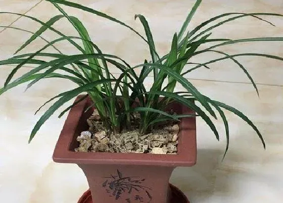 植物常识问题|为什么要用苯甲呲唑酯来治疗兰花叶片斑点