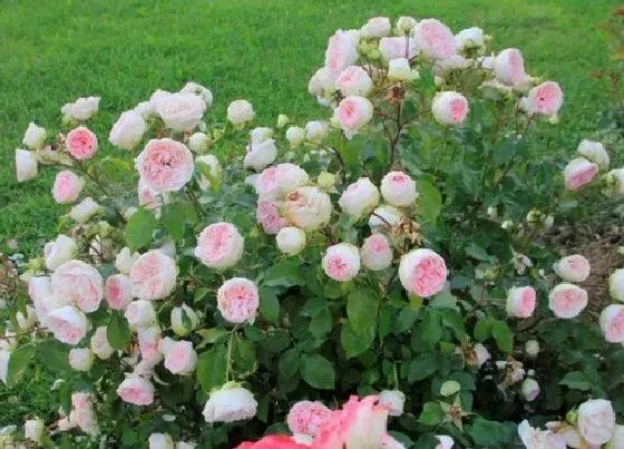 植物常识问题|春季应该如何给月季抹芽