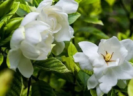 植物常识问题|刚买回来的栀子花要怎么养才能稳定生长