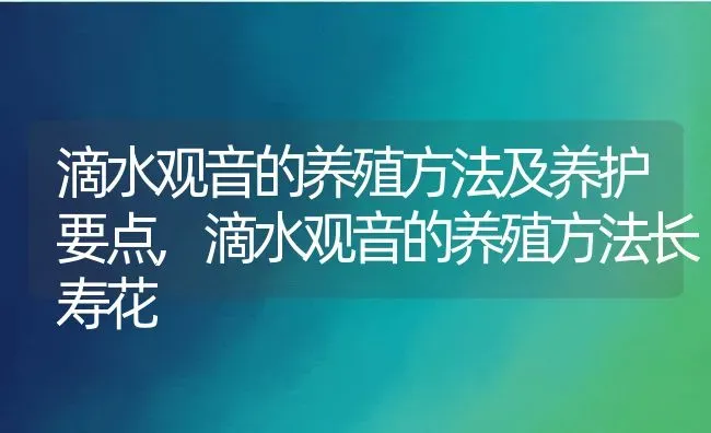 滴水观音的养殖方法及养护要点,滴水观音的养殖方法长寿花 | 养殖常见问题