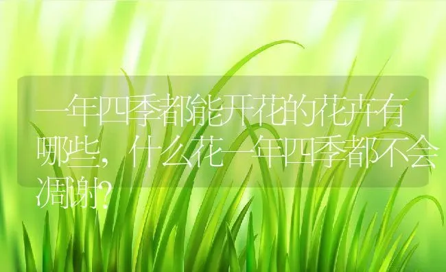 一年四季都能开花的花卉有哪些,什么花一年四季都不会凋谢？ | 养殖常见问题