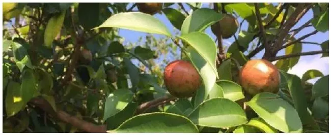 油茶多久挂果 | 农业问题