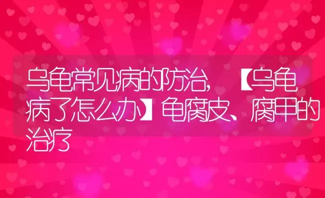 乌龟常见病的防治,【乌龟病了怎么办】龟腐皮、腐甲的治疗 | 养殖常见问题