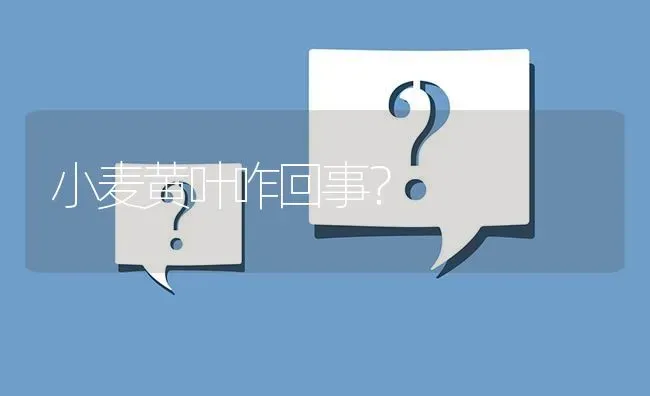 小麦黄叶咋回事? | 养殖问题解答