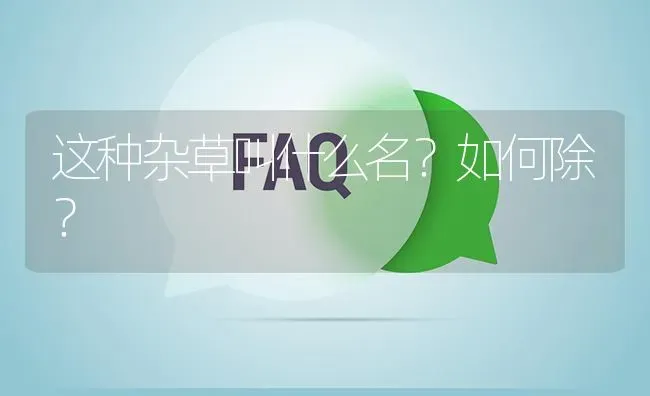 这种杂草叫什么名?如何除? | 养殖问题解答