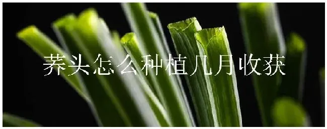 荞头怎么种植几月收获 | 三农问答