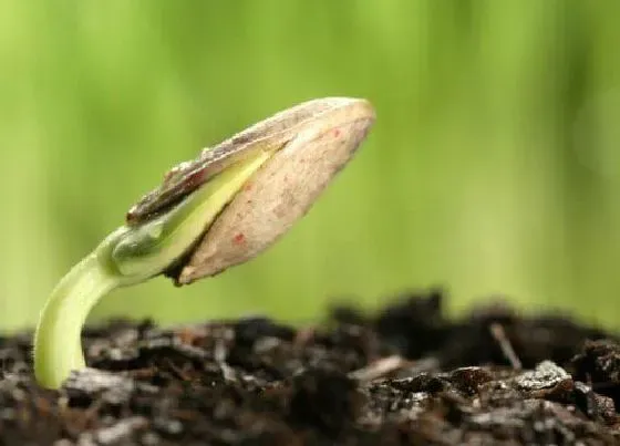 植物常识问题|豆芽的种植方法