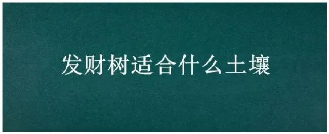 发财树适合什么土壤 | 农业问题