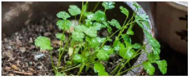 早春2月份能种植香菜吗 | 三农问答