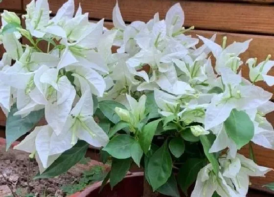 植物常识问题|三角梅叶片大怎么修剪