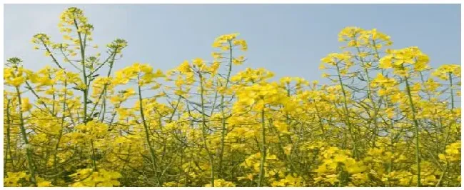 油菜的种植与管理 | 农业答疑