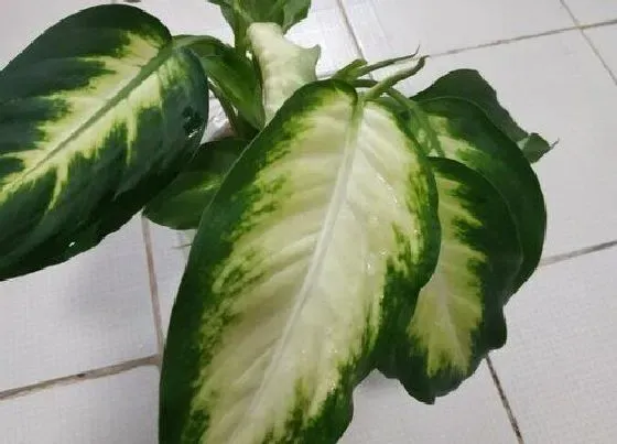 植物常识问题|家里为什么不能养万年青 家里能养万年青吗