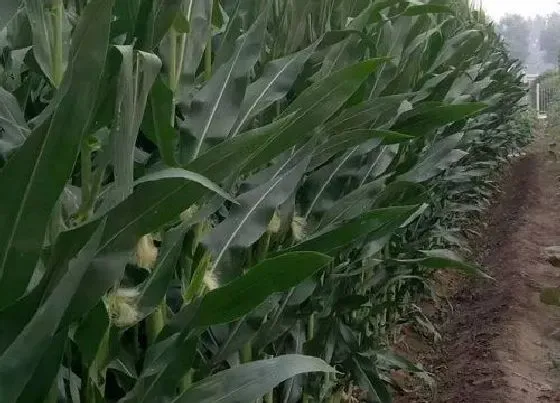 植物常识问题|夏玉米高产栽培技术要点（夏季种植玉米要注意什么措施）