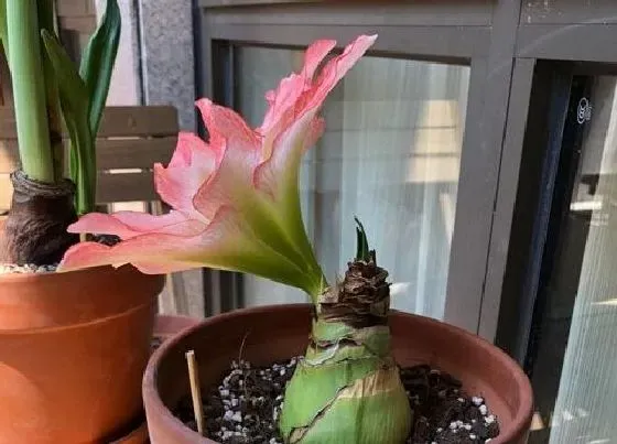 植物常识问题|朱顶红养护配土方法