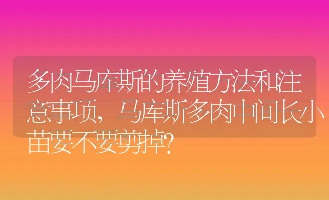 多肉马库斯的养殖方法和注意事项,马库斯多肉中间长小苗要不要剪掉？ | 养殖常见问题