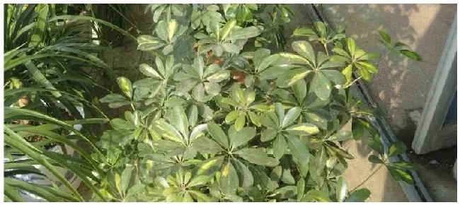 盆栽复合肥多久施一次 | 农业常识