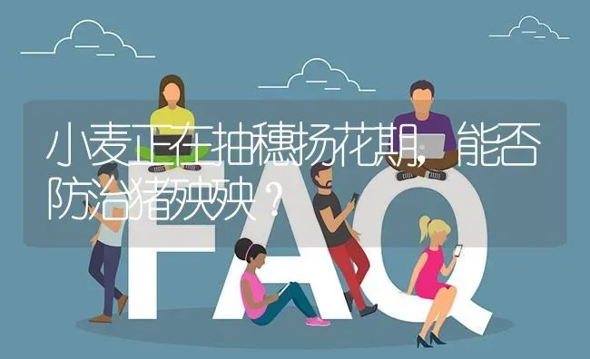 小麦正在抽穗扬花期,能否防治猪殃殃? | 养殖问题解答