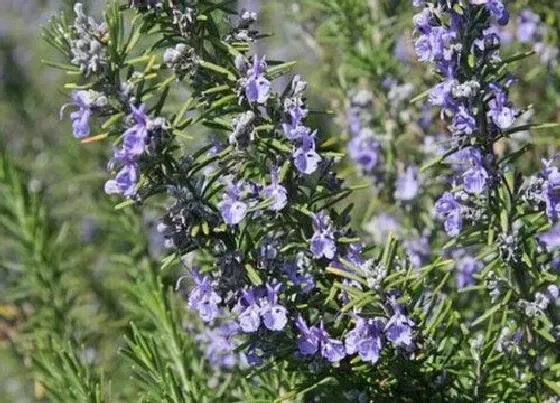 植物常识问题|鲜花品种