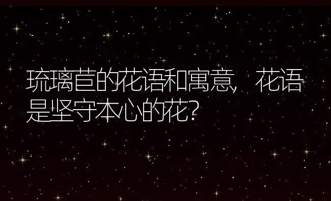 琉璃苣的花语和寓意,花语是坚守本心的花？ | 养殖常见问题